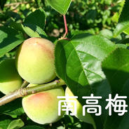 南高小梅３キロ　小さめサイズ 3kg 果物や野菜などのお取り寄せ宅配食材通販産地直送アウル