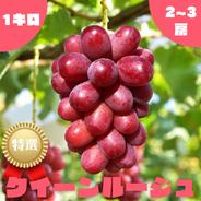 秀】巨峰・種無し・1.5kg・2~4房 ｜ 果物/ぶどう 産直アウル 農家