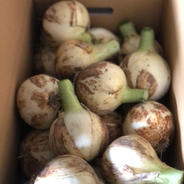 極早生淡路島産ソルティ新玉ねぎ3キロ玉ねぎ 箱込み3キロ 果物や野菜などのお取り寄せ宅配食材通販産地直送アウル