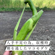 【訳あり！】マコモダケ２キロ ２キロ 果物や野菜などのお取り寄せ宅配食材通販産地直送アウル