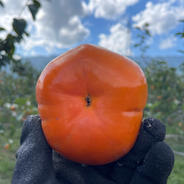 フルーツ王国　うきは　早秋柿 1.6kg 果物や野菜などのお取り寄せ宅配食材通販産地直送アウル
