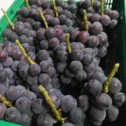 🍇秋ギフト🍇【幻の牧丘天空マスカットノワール】市場でお目にかかれない超希少品種『9月下旬発送』約2kg4～8房【朝どれ高級ぶどう】【贈答用】【家庭用にも】 マスカットノワール2kg4～8房 果物や野菜などのお取り寄せ宅配食材通販産地直送アウル