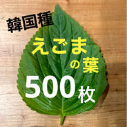 農薬不使用！】 国産レモン 10kg ｜ 果物/香酸柑橘(ライム・レモン等