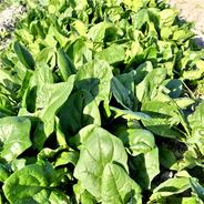 【おすすめ商品】美味しいほうれん草　農薬不使用（無農薬）栽培 ほうれん草　1.0㎏ 果物や野菜などのお取り寄せ宅配食材通販産地直送アウル