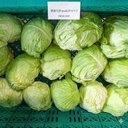 島根の農家が育てた訳ありキャベツ形は不揃い・味は本物【約10kg