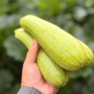 水耕栽培】夏限定 シャキシャキ空心菜 エンサイ 5kg ｜ 野菜/葉物 産直