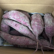 令和7年産　香川県産コシヒカリ玄米30kg 令和7年香川県産コシヒカリ玄米30kg ｜ 米・穀物/玄米 産直アウル