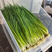 太めの！「小ねぎ」3kg　うどん等 麺類に最適★【アウルの日】 3kg 果物や野菜などのお取り寄せ宅配食材通販産地直送アウル