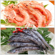 激レア！超特大コブセミエビ！2.2㎏！！ ｜ 魚介類/エビ 産直アウル