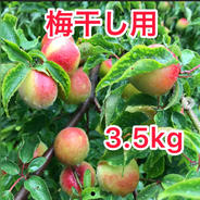 梅干し用に是非！有田市の蜜柑農家が作った梅　3.5kg 正味重量3.5kg 果物や野菜などのお取り寄せ宅配食材通販産地直送アウル