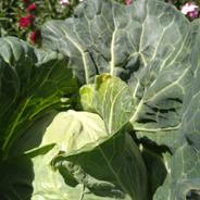 初夏キャベツ4個入りクール便 5キロ前後 果物や野菜などのお取り寄せ宅配食材通販産地直送アウル