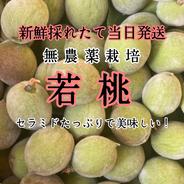 無農薬栽培　セラミドたっぷり☆朝採り当日発送‼　若桃 1kg（大小混合） 果物や野菜などのお取り寄せ宅配食材通販産地直送アウル