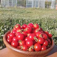 ファームアカネ高糖度ミニトマト3kg 3kg 果物や野菜などのお取り寄せ宅配食材通販産地直送アウル