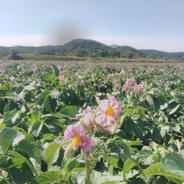 【訳ありお得】北海道厚沢部町産きたあかり5Kg 5Kg 果物や野菜などのお取り寄せ宅配食材通販産地直送アウル