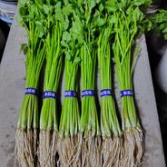 まるど農園の訳あり青ネギ | 野菜/ねぎ 産直アウル 農家から直接野菜