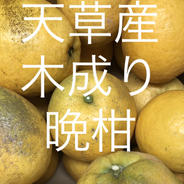 天草産ばんかん　家庭用　箱込20kg 箱込20kg  果物や野菜などのお取り寄せ宅配食材通販産地直送アウル