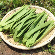 ジャンボインゲン キュルっとした歯応えが堪らない！＜約2800g＞ 約2800g 果物や野菜などのお取り寄せ宅配食材通販産地直送アウル