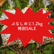 【期間限定sale】B品ぶなしめじ1.2kg 1.2kg(1袋200g×6袋) 果物や野菜などのお取り寄せ宅配食材通販産地直送アウル