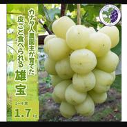 糖度抜群！種なしあづましずく 房(約1kg) 『クール便』 ｜ 果物/ぶどう