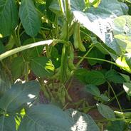 枝豆 枝豆約1.5kg 果物や野菜などのお取り寄せ宅配食材通販産地直送アウル