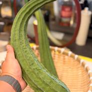水耕栽培】夏限定 シャキシャキ空心菜 エンサイ 5kg ｜ 野菜/葉物 産直