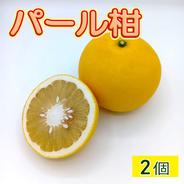 ビッグで上品な甘み『パール柑』8.3～9.3kg ｜ 果物/オレンジ・その他