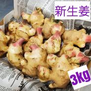 高知県産 土付き囲い生姜1キロ | 野菜/薬味 産直アウル 農家から直接