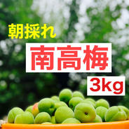 大特価！！紀州南高梅.3kg.訳あり品.農家直送 3kg 果物や野菜などのお取り寄せ宅配食材通販産地直送アウル