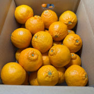 訳あり 不知火 約4キロ デコポン 肥の豊 | 果物/オレンジ・その他