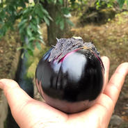 とても希少です！会津伝統野菜✨佐瀬農園の笑顔になる会津丸ナス 6玉(1〜1.5キロ) 果物や野菜などのお取り寄せ宅配食材通販産地直送アウル