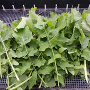 天然】花山椒300g ｜ 野菜/その他野菜 産直アウル 農家・漁師