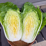 春どりやわらか白菜（Farm Okubo） ｜ 野菜/白菜 産直アウル 農家