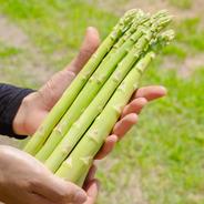 人気No. 1 安曇野産 夏アスパラ Lサイズ1kg ｜ 野菜/アスパラガス