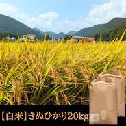 新米令和7年 淡路島産 キヌヒカリ 100% 10キロ ｜ 米・穀物/米/精米
