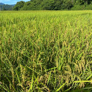 はなまる農園の令和7年度産新米虹のきらめき玄米30キロ 虹のきらめき玄米30キロ 果物や野菜などのお取り寄せ宅配食材通販産地直送アウル