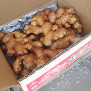 A等級』高知県産囲生姜1Kg ｜ 野菜/薬味 産直アウル 農家・漁師など