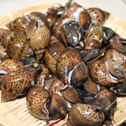 新鮮とれたて！黒バイ貝5kg　生きたまま発送します！ 1箱・箱の重さを含む5kg(バイ貝約4•9kg) 果物や野菜などのお取り寄せ宅配食材通販産地直送アウル