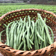 自然栽培】いんげん ｜ 野菜/豆類 産直アウル 農家・漁師など生産者