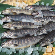 [岩魚]イワナ10尾入×4箱セット　冷凍 10尾×4箱【21㎝サイズ】 果物や野菜などのお取り寄せ宅配食材通販産地直送アウル