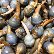 神子原くわい(S小さめ)1kg | 野菜/その他野菜 産直アウル 農家から直接