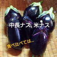 中長ナスと米ナスの食べ比べ 中長ナス5個くらい  米ナス5個くらい 果物や野菜などのお取り寄せ宅配食材通販産地直送アウル