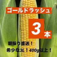 和歌山県産 おおもの ヤングコーン 100本 ｜ 野菜/とうもろこし 産直