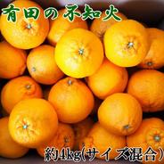 和歌山名産】南高梅約3kg(サイズ混合) ｜ 果物/青梅 産直アウル 農家