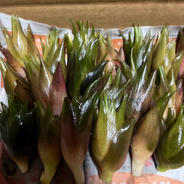 【森の茗荷】群馬県東吾妻町産　みょうが　600g 国産 600g 果物や野菜などのお取り寄せ宅配食材通販産地直送アウル