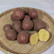 北海道産　アンデスレッド　１．８ｋｇ アンデスレッド　１．８ｋｇ 果物や野菜などのお取り寄せ宅配食材通販産地直送アウル