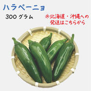 【北海道・沖縄専用】ハラペーニョ 約300g 宮崎産 フレッシュ 収穫後農園から直送 約300g 果物や野菜などのお取り寄せ宅配食材通販産地直送アウル