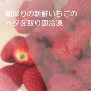 朝採り新鮮・特大いちご（古都華） ｜ 果物/いちご 産直アウル 農家