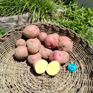 無農薬《じゃがいも　アンデスレッド》　北海道、沖縄県の方 約3キロ 果物や野菜などのお取り寄せ宅配食材通販産地直送アウル