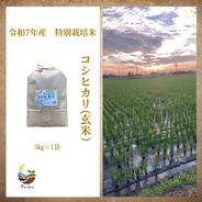R7年産特別栽培米 コシヒカリ（玄米） 5kg×2袋 ｜ 米・穀物/玄米 産直