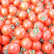 朝採りミニトマト　2kg【北海道産】 2kg 果物や野菜などのお取り寄せ宅配食材通販産地直送アウル